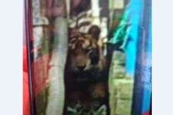 Usai Terkam 4 Sapi, Harimau Terlihat di Ruko Warga di Inhil Riau