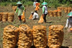 Kementan Kejar Target Swasembada Kentang Industri di 2020