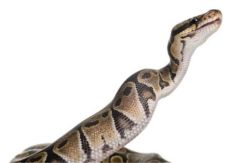 Digigit Python di Toilet, Kemaluan Pria Ini Diberi 15 Jahitan