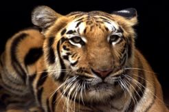 Ngeri! Harimau Mondar Mandir di Kolong Rumah Warga