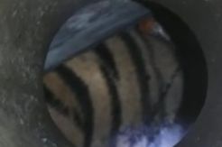 Sudah Ditembak, Harimau yang di Kolong Ruko Belum Tertangkap