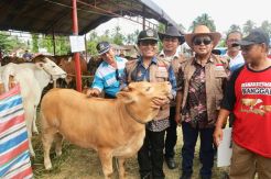 Peningkatan Kelahiran Pedet Bukti Keberhasilan UPSUS SIWAB