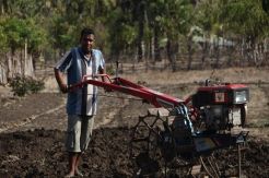 Berkat BBM Satu Harga, Panen Petani Bawang Naik Enam Kali Lipat