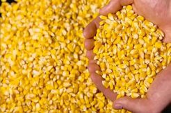 Stabilkan Harga, Pemerintah Pinjam Jagung Pakan ke Perusahaan Besar