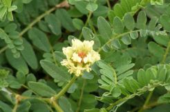 Tanaman Astragalus Dapat...