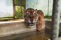 Dikarantina, Harimau yang Tersesat Dalam Ruko Depresi