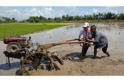 Caleg Perempuan Perindo Ikut Bajak Sawah dan Tanam Padi