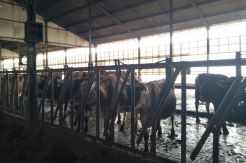 Hasilkan Susu Kualitas Tinggi, Ini yang Dilakukan Greenfields