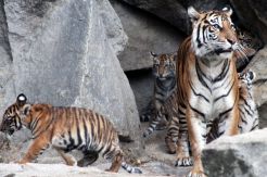 Tiger Diplomacy, Perkuat...