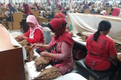 Aroma Wangi Cerutu Jember...