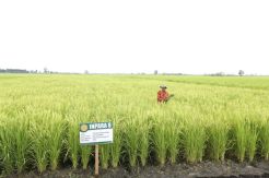 Langkah Besar Menteri Amran untuk Optimalkan Lahan Rawa