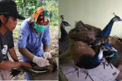 Bea Cukai Gagalkan Penyelundupan Burung Merak dari Malaysia