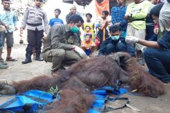 Ditembak Obat Bius, Orangutan Raksasa Dievakuasi dari Kebun Karet