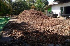 Perbaikan Harga Kopra Jadi Perhatian Pemerintah