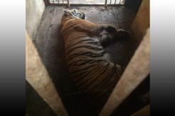 Kronologi 2 Harimau Bonbin Semarang Lepas dari Kandang