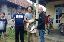 Warga Pangkalpinang Resah, Buaya Ganas Masuk Rumah