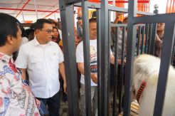 Kambing Seharga Setengah Miliar Kalah di Piala Presiden