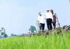 Empat Tahun Pembangunan Pertanian, Ini Kinerja dan Prestasi Kementan