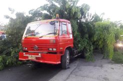 Pohon Tumbang Timpa Truk, Lalu Lintas Jalur Pantura Semarang Macet