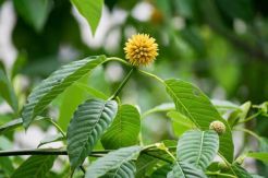 Karyawan PT Pos Pertanyakan Penutupan Layanan Pengiriman Kratom