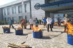 335 Kilogram Ganja untuk Diedarkan Tahun Baru Dibakar BNN