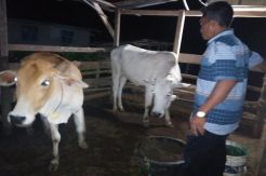 Jelang Hari Natal Peternak Sapi di Simalungun Resah