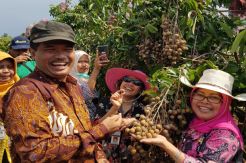 Kementan Ingin Jawa Tengah Tingkatkan Pemasaran Lengkeng