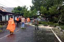 Diguyur Hujan Lebat, Sejumlah Pohon di Pinggir Jalan Tumbang