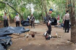 Tim Gabungan Bubarkan Arena Sabung Ayam di Lubuk Linggau