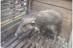 Babi Jadi-jadian di Pangandaran dalam Lindungan Pemerintah Desa