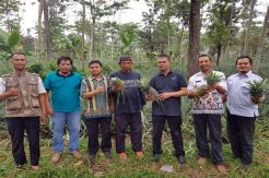 Kementan Dorong Kemitraan dan Hilirisasi Nanas Subang