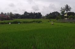Saat Indonesia Menolak Bantuan Beras dari Belanda