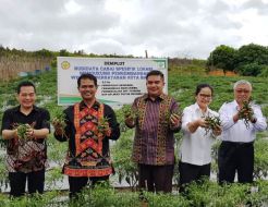 Kementan: Pasokan dan Harga Cabai Selama Nataru Terkendali