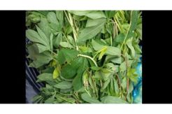 Meski Bisa Jadi Obat, Daun Kratom Borneo Berpotensi Disalahgunakan