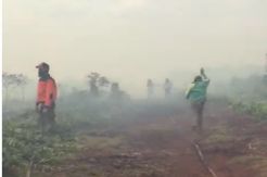Dalam Sepekan, 66 Hektare Hutan dan Lahan Riau Hangus Terbakar