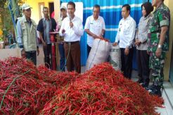 Tanggapi Aksi Buang Cabai, Petani Champion Cabai: Itu Sih Bukan Demo