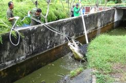 Evakuasi Buaya Pemangsa Manusia Berlangsung Menegangkan