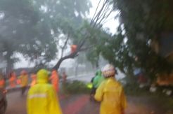 Pohon Rawan Tumbang, Warga Bogor Diimbau Waspada Potensi Angin Kencang
