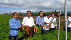 Potensi pasar Tinggi, Kementan Genjot Produksi Wortel