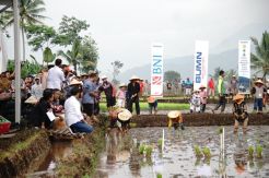 Menteri Rini: BUMN Ikut Kawal Petani Hingga Panen Raya
