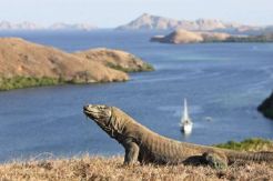 Gubernur NTT Wacanakan Penutupan Taman Nasional Komodo