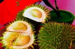 Bupati Dodi Serukan Warga Menanam Pohon Durian di Pekarangan Rumah