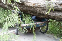 Angin Kencang, Pohon Asam Tumbang Timpa Becak dan Mobil