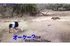Beredar Video Wisatawan Asing Ajak Komodo Berlari
