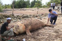 Mamalia Laut Seberat 400 Kilogram Terdampar di Pantai Karimun
