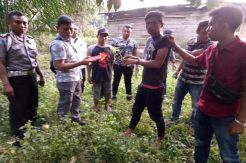 Polisi Temukan Ladang Ganja dan Amankan 2 Pelaku