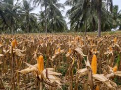 Grobogan dan Jatim Mulai Panen Raya Jagung hingga Maret