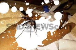 2 Warga Riau Meninggal Dunia Karena DBD