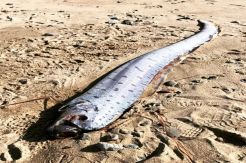 Oarfish Muncul di Jepang, Diyakini Pertanda Datangnya Tsunami