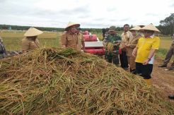 Bupati Kobar Nurhidayah Panen Padi di Desa Berambai Makmur